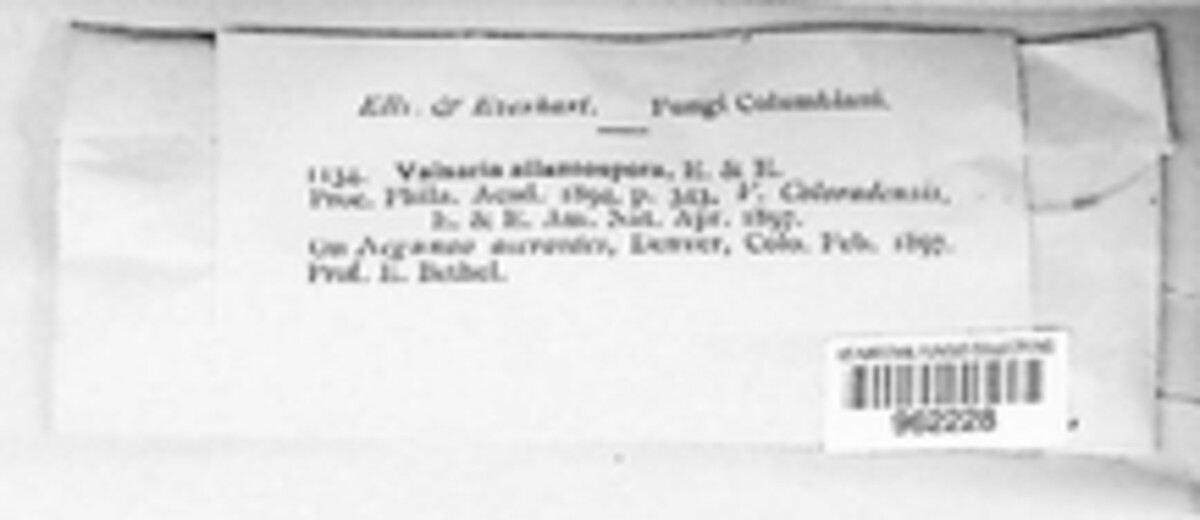 Pseudovalsaria allantospora image